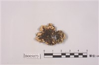 藏品(裸緣梅衣屬 )的圖片